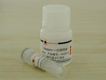 Phospho-Akt(Thr308)抗体(兔多抗)